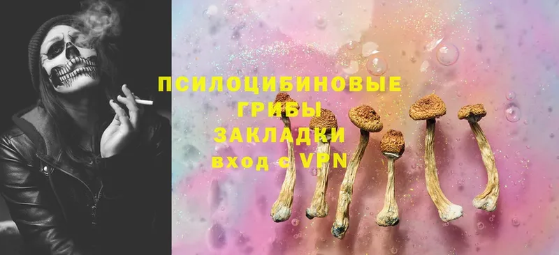 купить   Отрадное  Галлюциногенные грибы Psilocybine cubensis 